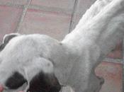 Bienvenida braca solo huesos corazón Urgente casa acogida