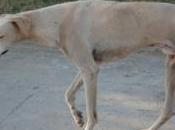 triste historia perro abandonado