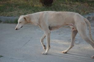 La triste historia de un perro abandonado