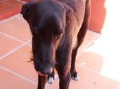 Kreiko cachorro galgo (Cádiz) hogar convertido infierno