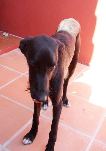 Kreiko cachorro de galgo (Cádiz) su hogar se ha convertido en su infierno