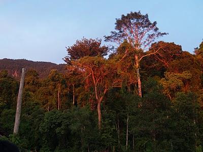 Rainforest World Music Festival 2010