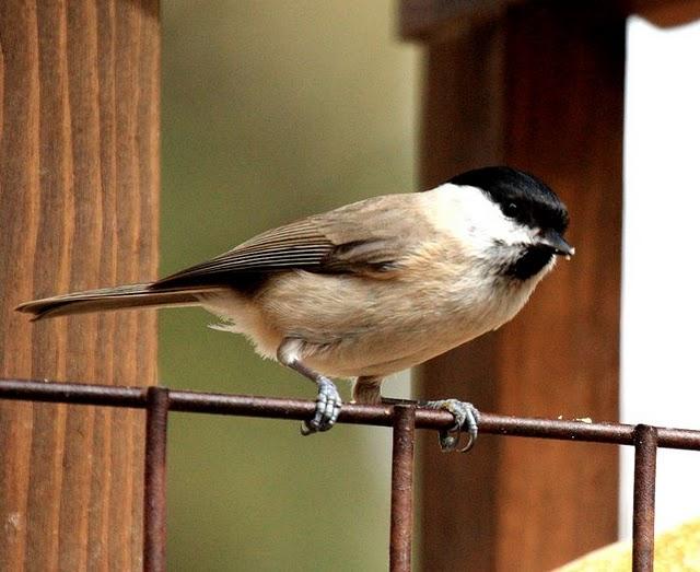 CARBONERO PALUSTRE-PARUS PALUSTRIS-MARSH TIT