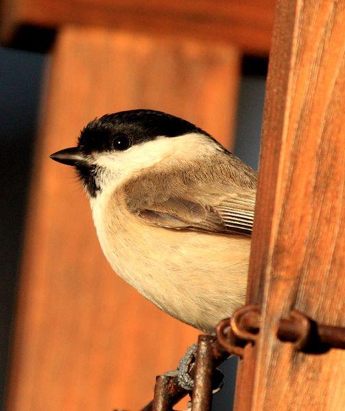 CARBONERO PALUSTRE-PARUS PALUSTRIS-MARSH TIT