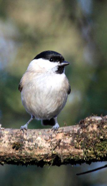 CARBONERO PALUSTRE-PARUS PALUSTRIS-MARSH TIT