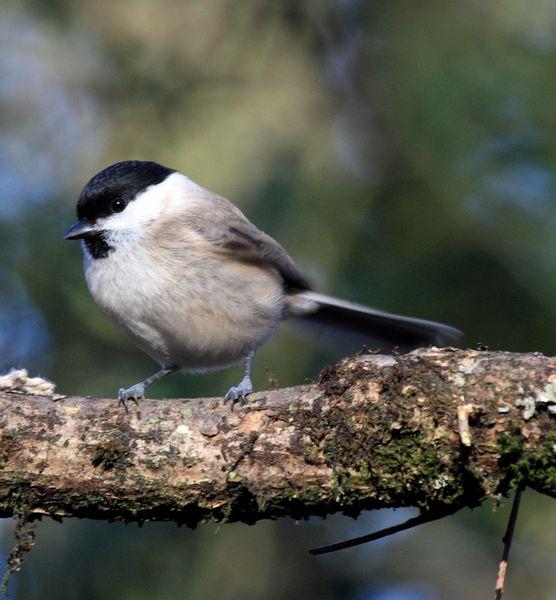 CARBONERO PALUSTRE-PARUS PALUSTRIS-MARSH TIT