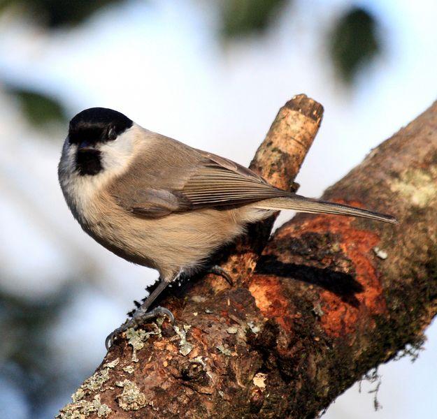 CARBONERO PALUSTRE-PARUS PALUSTRIS-MARSH TIT