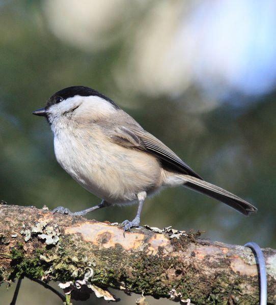 CARBONERO PALUSTRE-PARUS PALUSTRIS-MARSH TIT