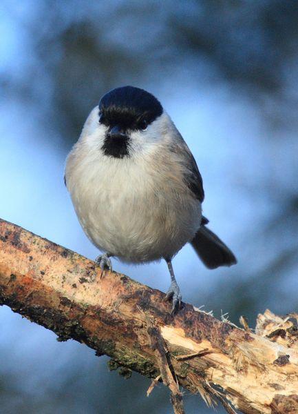 CARBONERO PALUSTRE-PARUS PALUSTRIS-MARSH TIT