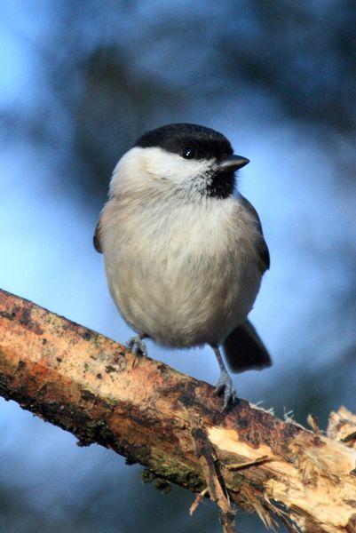 CARBONERO PALUSTRE-PARUS PALUSTRIS-MARSH TIT