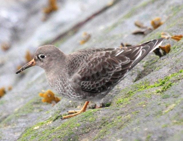 CORRELIMOS OSCURO-CALIDRIS MARITIMA-PURPLE SANDPIPER