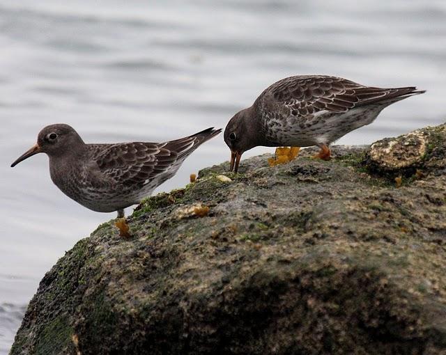 CORRELIMOS OSCURO-CALIDRIS MARITIMA-PURPLE SANDPIPER