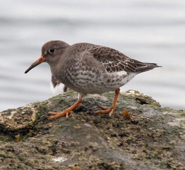 CORRELIMOS OSCURO-CALIDRIS MARITIMA-PURPLE SANDPIPER