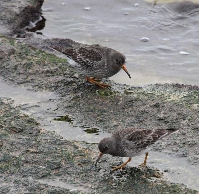 CORRELIMOS OSCURO-CALIDRIS MARITIMA-PURPLE SANDPIPER