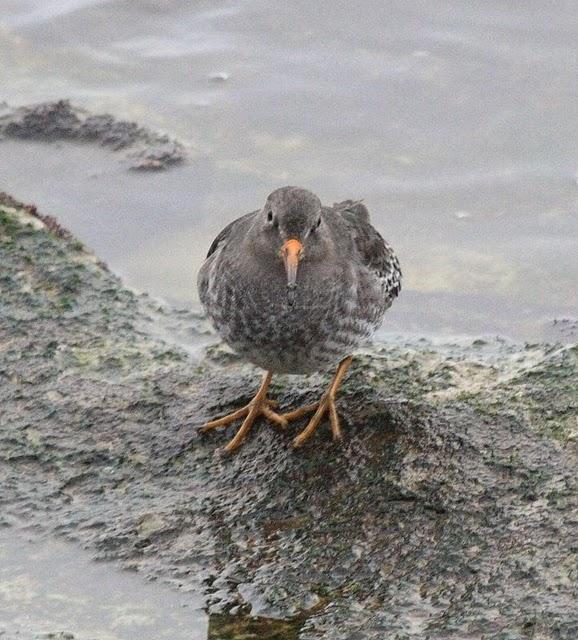 CORRELIMOS OSCURO-CALIDRIS MARITIMA-PURPLE SANDPIPER