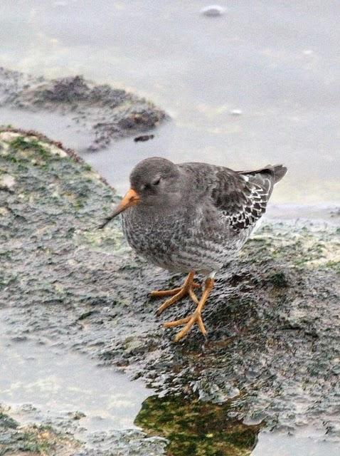 CORRELIMOS OSCURO-CALIDRIS MARITIMA-PURPLE SANDPIPER