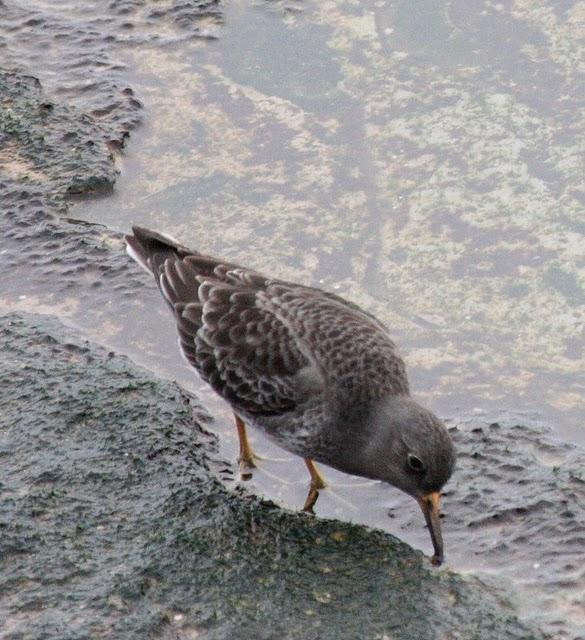 CORRELIMOS OSCURO-CALIDRIS MARITIMA-PURPLE SANDPIPER