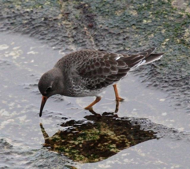 CORRELIMOS OSCURO-CALIDRIS MARITIMA-PURPLE SANDPIPER