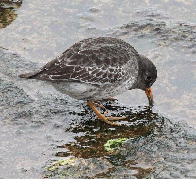 CORRELIMOS OSCURO-CALIDRIS MARITIMA-PURPLE SANDPIPER