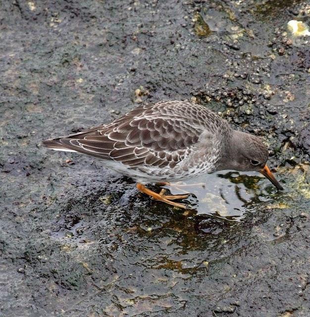 CORRELIMOS OSCURO-CALIDRIS MARITIMA-PURPLE SANDPIPER