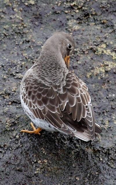 CORRELIMOS OSCURO-CALIDRIS MARITIMA-PURPLE SANDPIPER