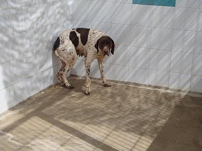 JACKIE Y NUCA, ayúdales a dar la vuelta al mundo