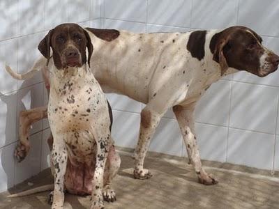 JACKIE Y NUCA, ayúdales a dar la vuelta al mundo