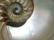 Número áureo: belleza matemática Matemáticas Ciencia Tecnologia ABC.es