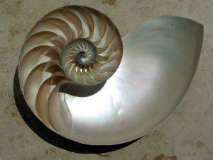 Concha de nautilus en espiral logarítmica. Wikipedia