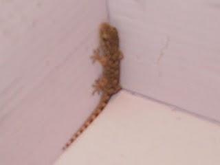 Una salamanquesa en casa