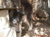 LUNA: Hacer vida animal calvario durante años