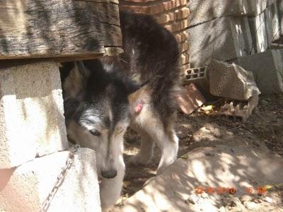 LUNA: Hacer que la vida de un animal sea un calvario durante 13 años