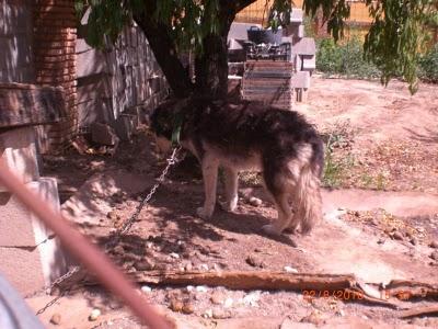 LUNA: Hacer que la vida de un animal sea un calvario durante 13 años