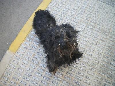 SANDY, VIDA MUY DESGRACIADA Y FINALMENTE A LA PERRERA (Alicante)