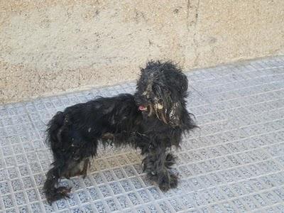 SANDY, VIDA MUY DESGRACIADA Y FINALMENTE A LA PERRERA (Alicante)