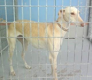 URGENTE!! ISUKA SE HA PERDIDO