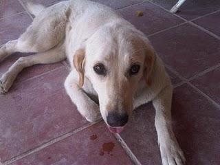 Labradora abandonada se muere de pena. Madrid
