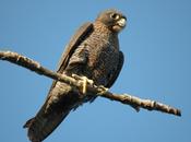 vueles alumn@s, enséñales volar...