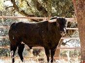 Velas blancas honor platanito