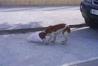 Breton esqueletico en la calle (Jerez, Cádiz)