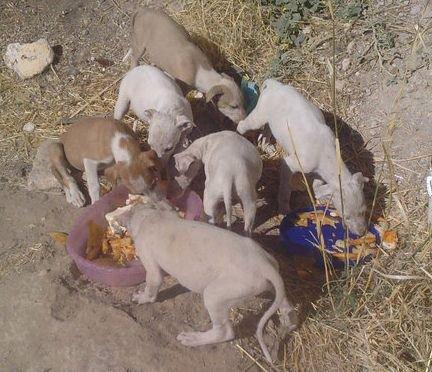 Cachorros de galgo. Urgentisimos sino acaban atropellados acabaran en manos de cazadores