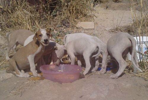 Cachorros de galgo. Urgentisimos sino acaban atropellados acabaran en manos de cazadores