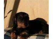 Legislación animal España