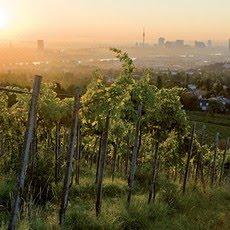 El placer de visitar los viñedos en Viena