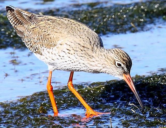 ARCHIBEBE COMÚN-TRINGA TOTANUS-COMMON REDSHANK