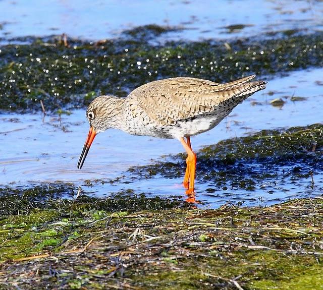 ARCHIBEBE COMÚN-TRINGA TOTANUS-COMMON REDSHANK