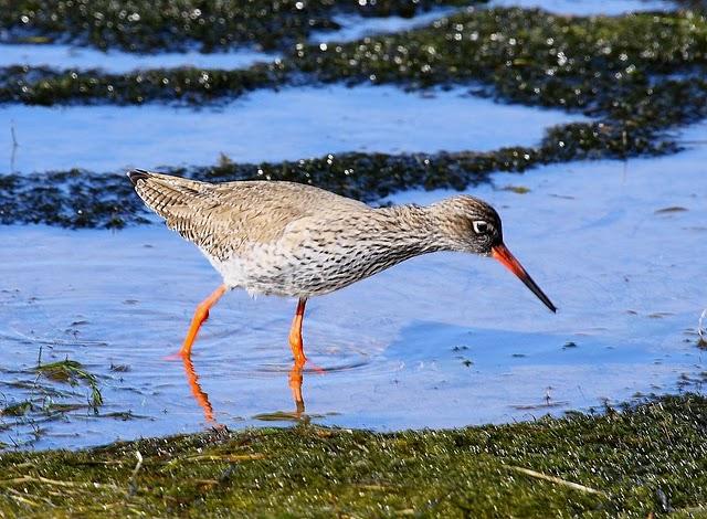 ARCHIBEBE COMÚN-TRINGA TOTANUS-COMMON REDSHANK