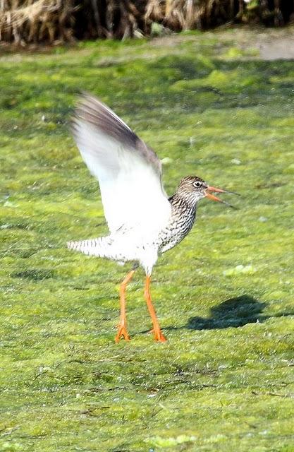 ARCHIBEBE COMÚN-TRINGA TOTANUS-COMMON REDSHANK