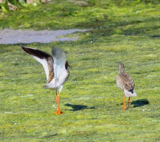 ARCHIBEBE COMÚN-TRINGA TOTANUS-COMMON REDSHANK ARCHIBEBE COMÚN-TRINGA TOTANUS-COMMON REDSHANK