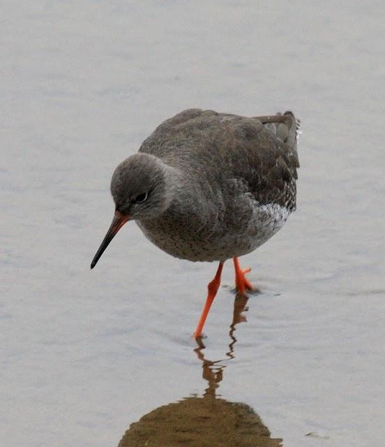 ARCHIBEBE COMÚN-TRINGA TOTANUS-COMMON REDSHANK